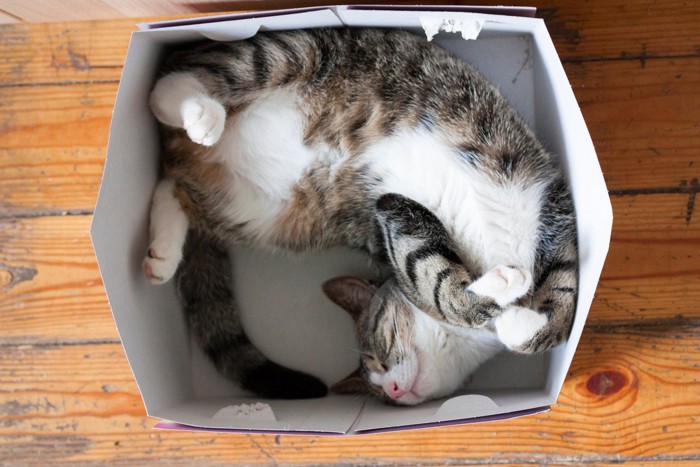 小さい箱に入っている猫