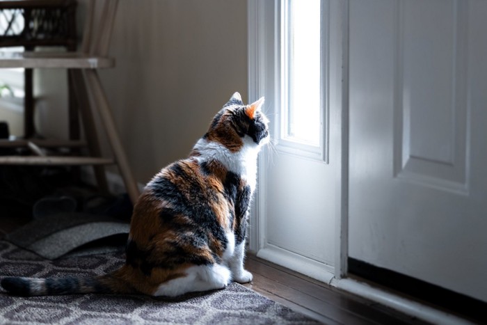 玄関ドアの前に座る猫