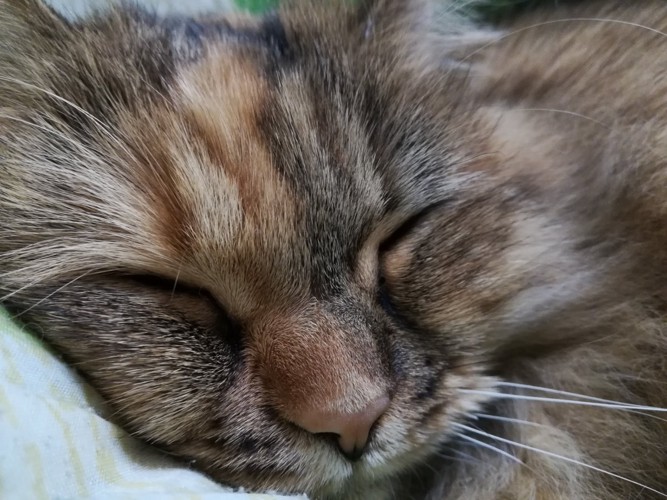 眠るサビ猫