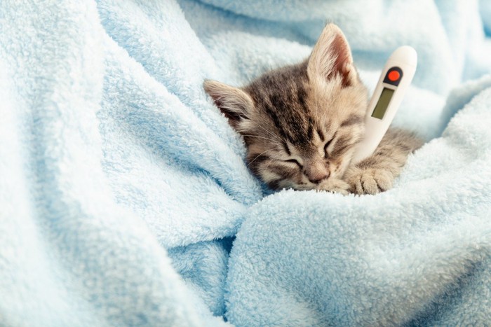 毛布にくるまった子猫と体温計