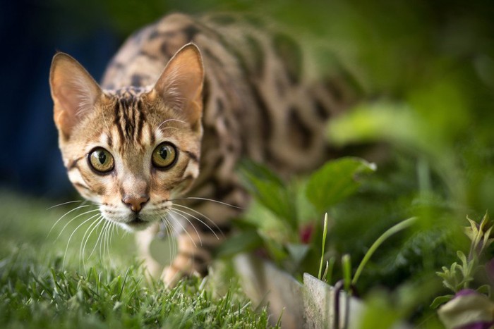 芝生で何かを狙っている猫
