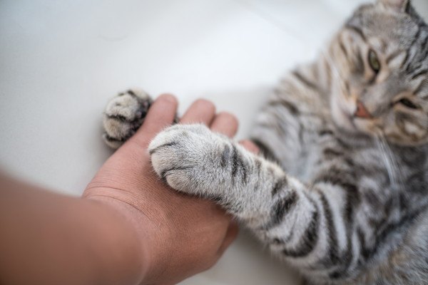 人の手をつかむ猫