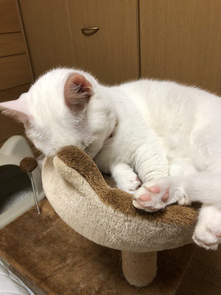 頭をつけて寝る白猫