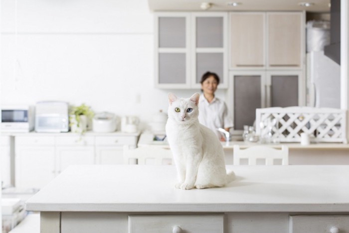 台所にいる猫と人間