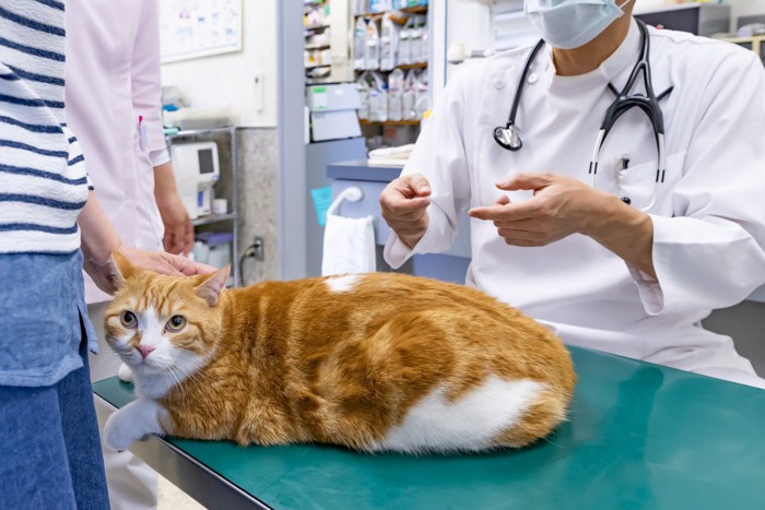動物病院で健康診断を受ける猫