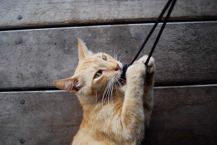 立ち上がって紐を噛む猫