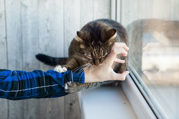 人の手を掴んで噛みつく窓辺の猫