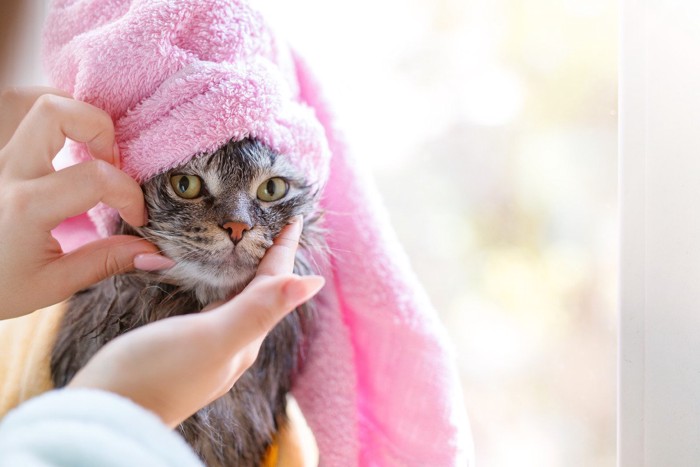 ピンクのタオルで包まれる猫