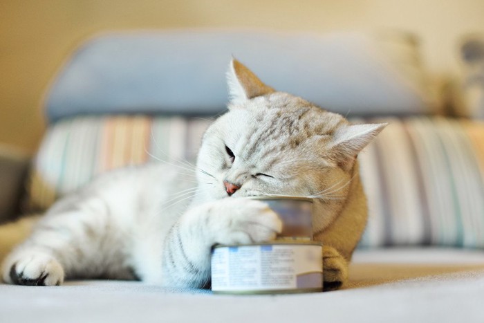 ＃猫が缶詰の上で寝ている写真#