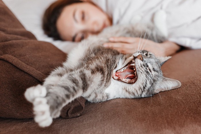 寝ている女性の横であくびをする猫