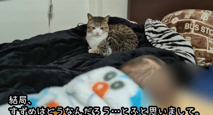 毛布の上の猫