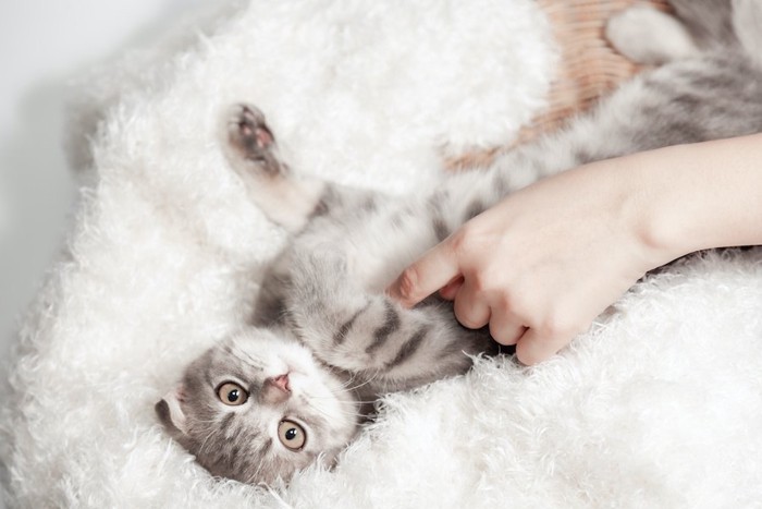 毛布の上で仰向けになってお腹を撫でられている子猫