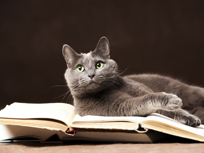 本に乗る猫