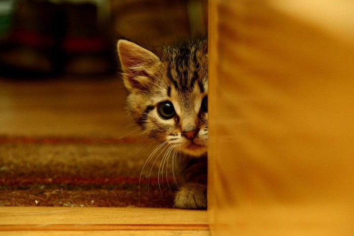 ドアから覗く子猫