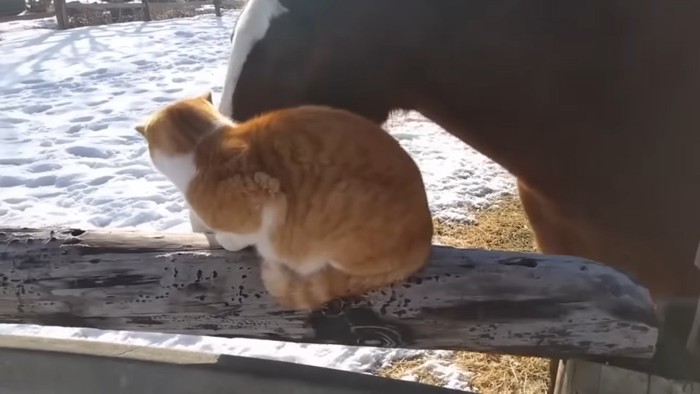 猫に顔を近づける馬