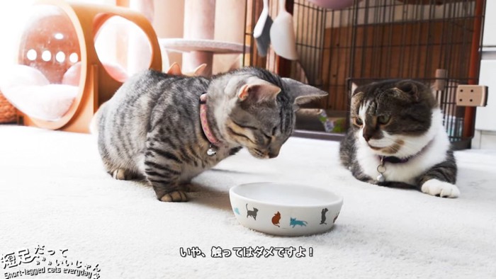 お皿に顔を近づける猫