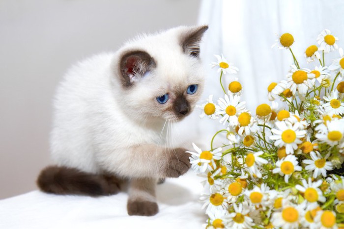 カモミールの花に手を伸ばす猫