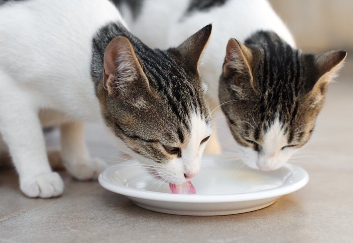 お皿からミルクを飲む二匹の子猫