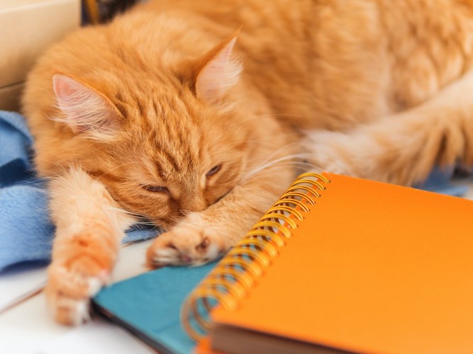 ノートなどが置かれたテーブルで眠る猫