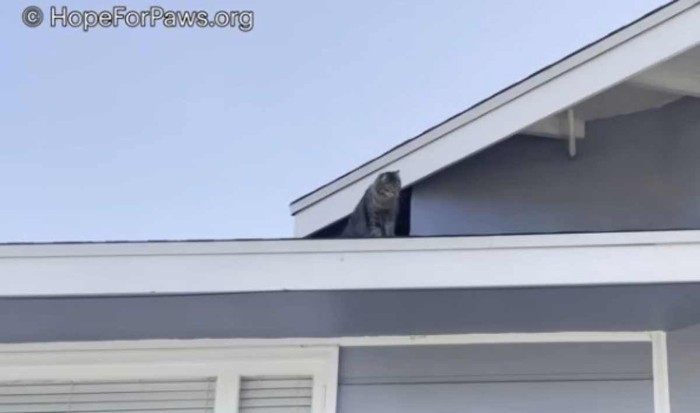屋根の上の母猫