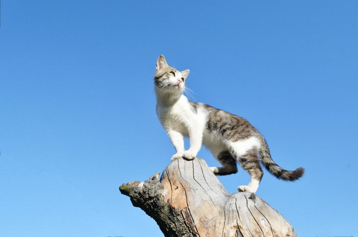 木の上に立つ猫
