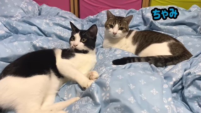 布団の上の2匹の猫