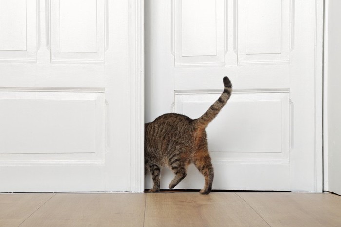 ドアに入る猫