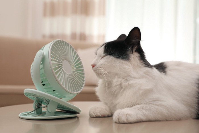小型の扇風機にあたる猫