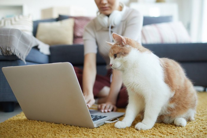 ノートパソコンを見つめる猫