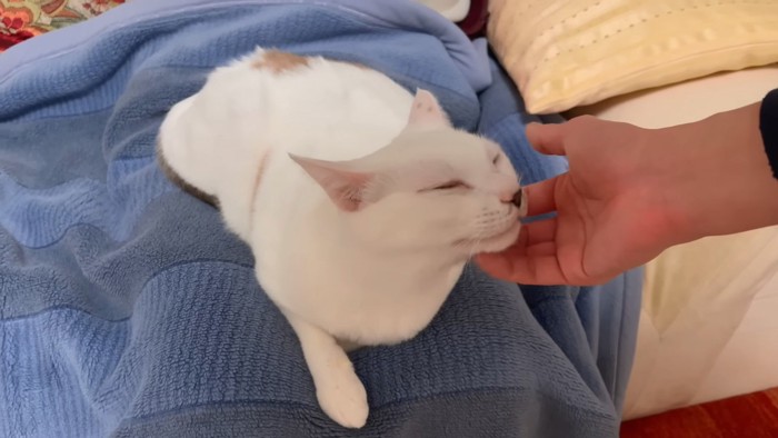 顔を撫でられる猫