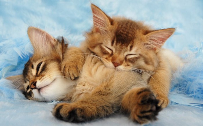 くっついて眠る二匹のソマリの子猫