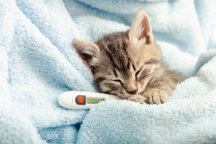 タオルにくるまれて体温計で熱を測る子猫
