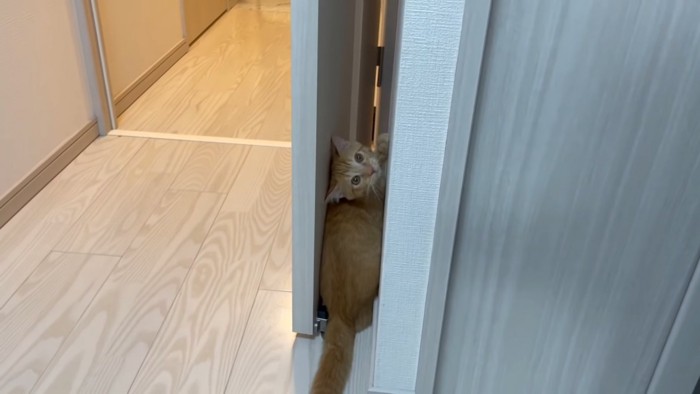 ドアと壁の隙間にいる猫