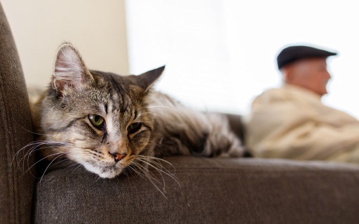 ソファーでくつろぐ猫