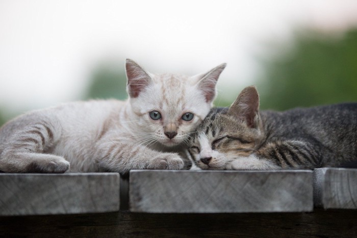 身体をすり寄せる2匹の子猫