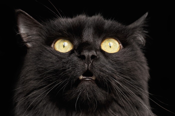 驚いた顔の黒猫