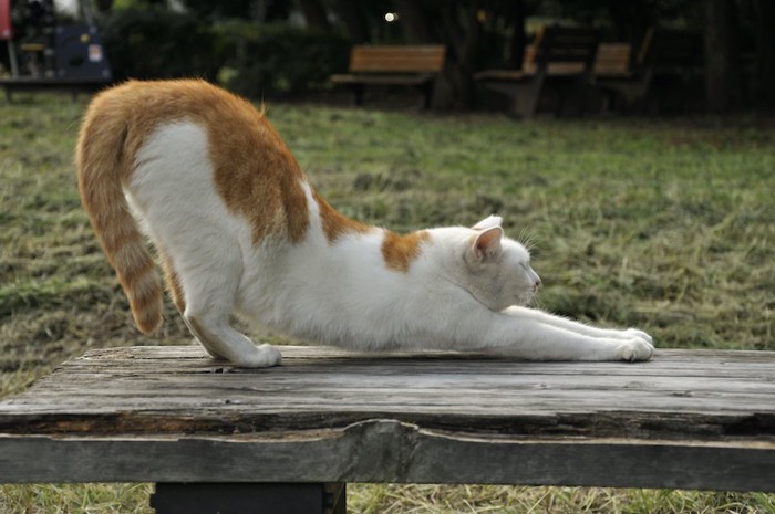 公園のベンチで伸びをする猫