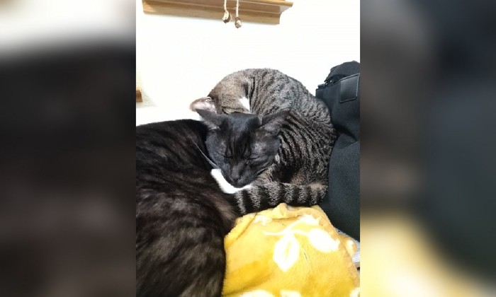 猫二匹(黄色い毛布の上で寝ている)