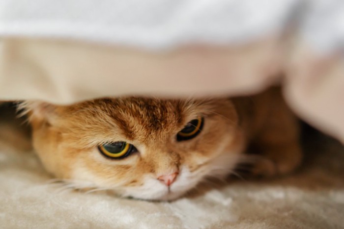 布団をかぶって隠れる猫