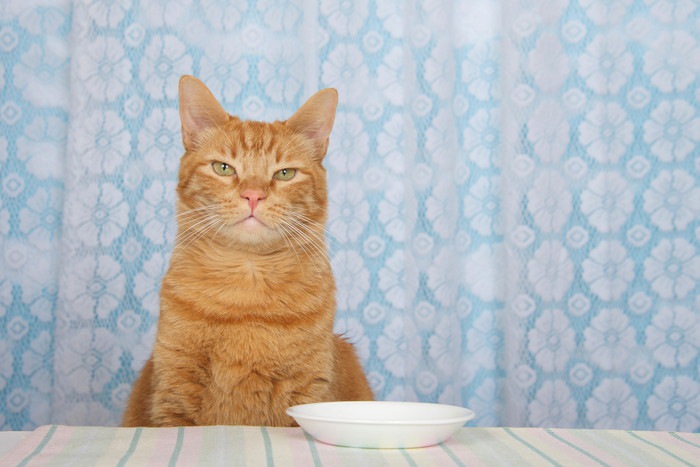 お座りしている茶色の猫と白い皿