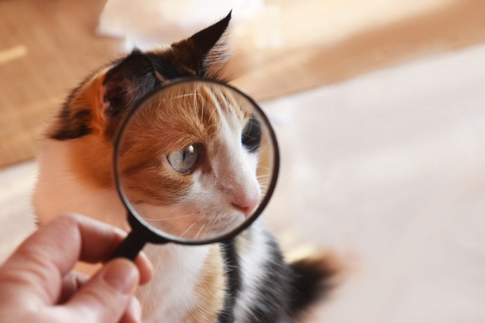 虫眼鏡と猫