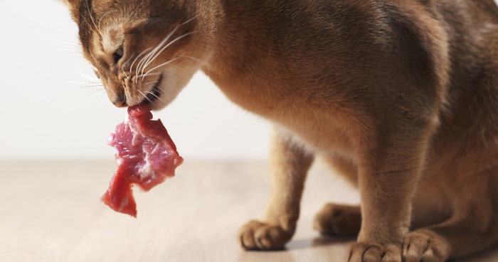 肉を食べる猫