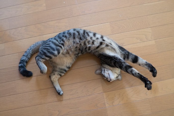 床の上で手を伸ばして寝転ぶ猫
