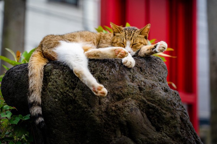 石の上で眠る猫