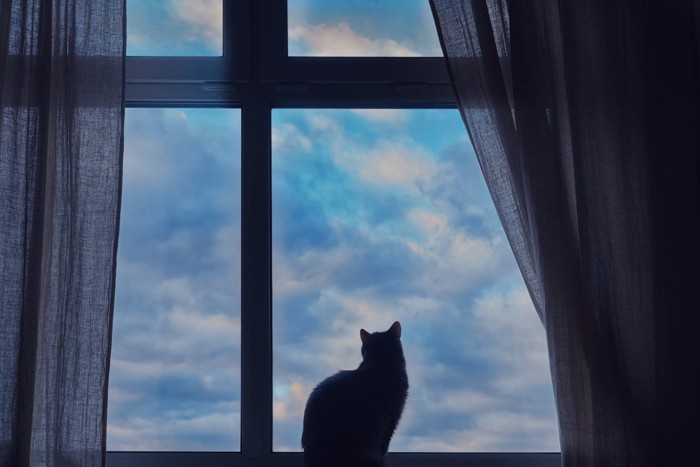 空と猫