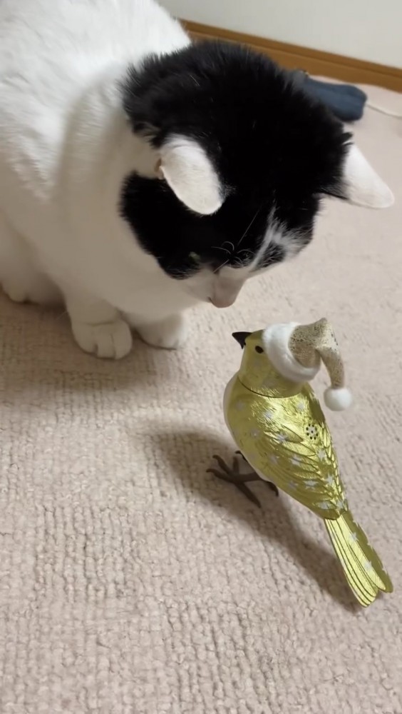 鳥のおもちゃを見る猫