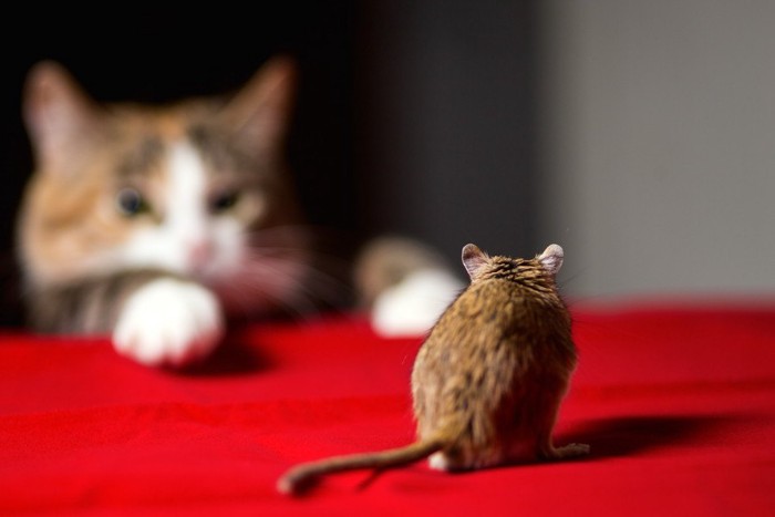 猫に追われるネズミ