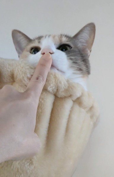 指のニオイを嗅ぐ猫