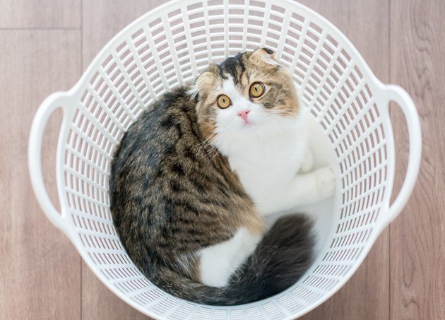 洗濯カゴの中からこちらを見つめる猫の写真