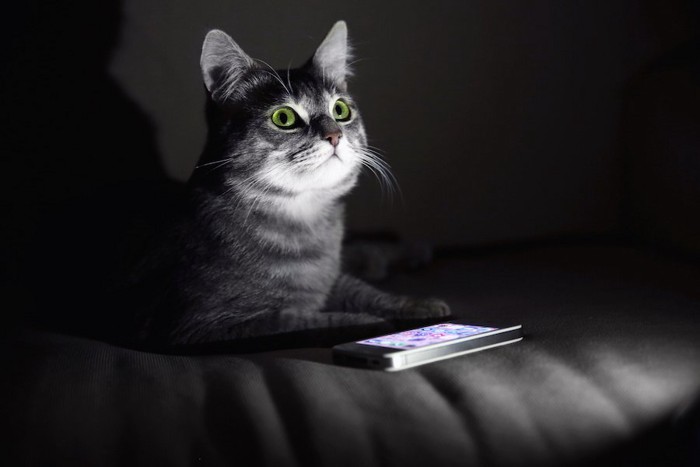暗闇の中の猫とスマートフォン